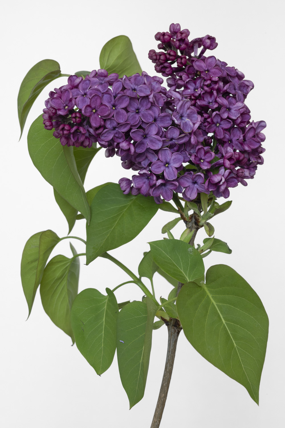 Lilas cueilli pendant le confinement &agrave; Annoville (Manche)